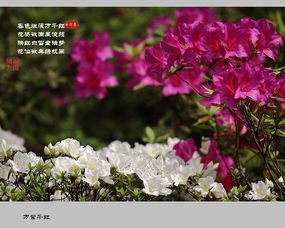 關(guān)于杜鵑的詩(shī)句名句