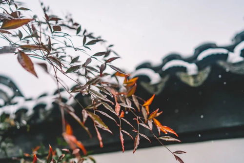 冬雨,古詩(shī),詩(shī)句