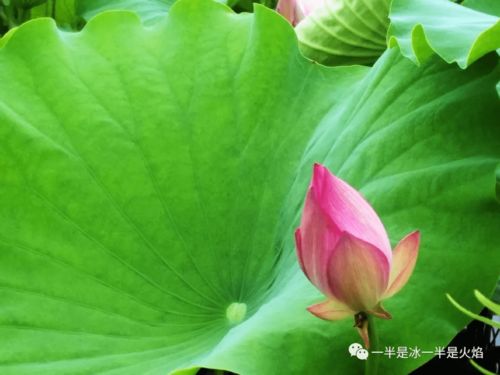 關(guān)于荷塘姑娘的詩(shī)句