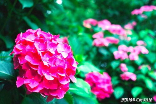 辛苦付出收獲滿(mǎn)滿(mǎn)的詩(shī)句,形容辛苦后收獲的詩(shī)句,辛苦努力換來(lái)收獲的詩(shī)句