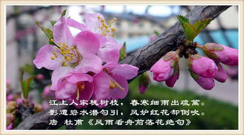 關于桃美麗的詩句