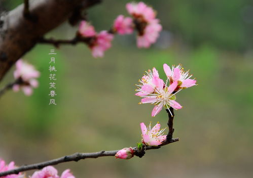 關(guān)于桃花的唯美詩(shī)句大全,描寫(xiě)桃花的詩(shī)句大全,帶有桃花的詩(shī)句大全