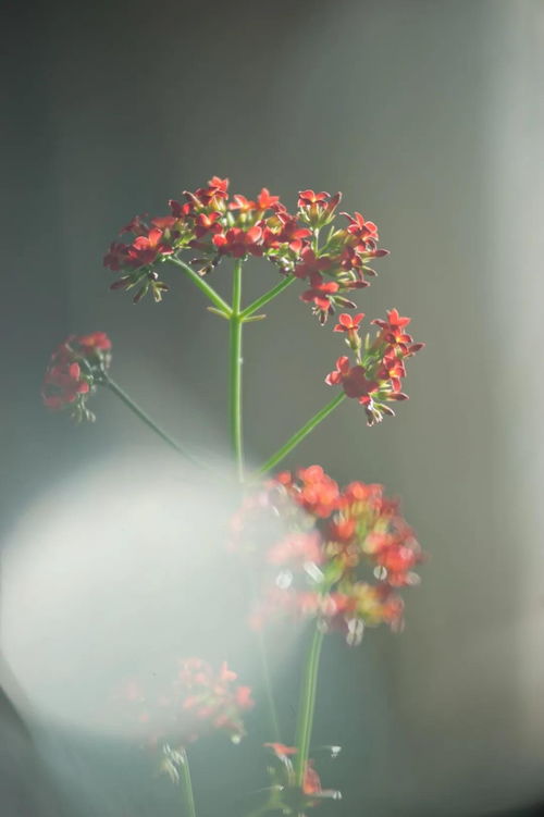 風(fēng)花雨月的詩(shī)句古詩(shī)
