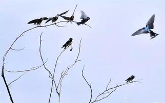 杜甫燕子的詩(shī)句是什么,燕子相關(guān)的詩(shī)句是什么,梅花與燕子的詩(shī)句是什么