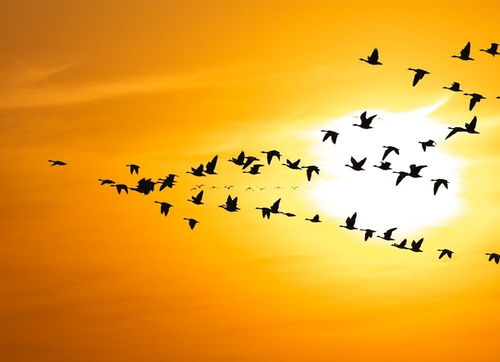 鳥(niǎo)語(yǔ)花香,古詩(shī),詩(shī)句,中含有