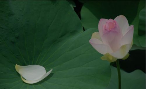荷花的花的詩(shī)句古詩(shī)大全