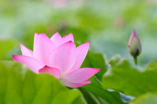 古詩(shī),詩(shī)句,秋風(fēng)