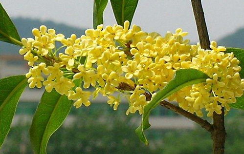 關(guān)于桂花的詩(shī)句古詩(shī)五字