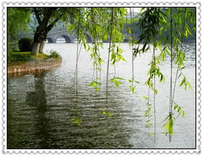 關(guān)于春景的詩(shī)句古詩(shī)
