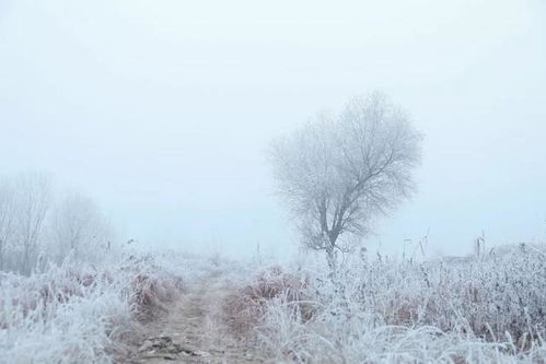 關(guān)于雪的10個(gè)詩(shī)句