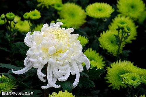 詩(shī)句,菊花,siju