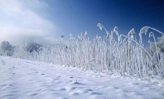 詩(shī)句,常見(jiàn),于雪