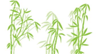 關(guān)于贊美竹子美的詩(shī)句有哪些