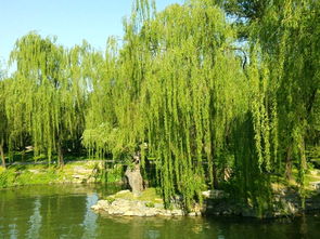 關(guān)于春天有柳樹(shù)的詩(shī)句古詩(shī)