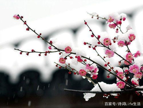 帶有梅花的詩(shī)句古詩(shī)詞,帶有梅花的詩(shī)句古詩(shī)大全,有關(guān)梅花的詩(shī)句古詩(shī)