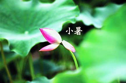關(guān)于小暑的養生詩(shī)句
