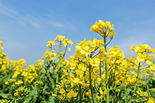 關(guān)于春天菜花的詩(shī)句
