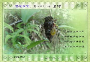 蟬的詩(shī)句古詩(shī),描寫(xiě)夏天蟬的詩(shī)句古詩(shī),描寫(xiě)蟬的詩(shī)句古詩(shī)