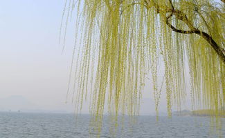 詩(shī)句