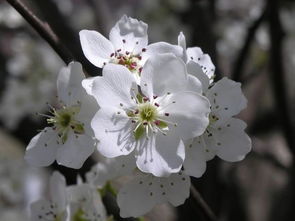 關(guān)于春天梨花開(kāi)的古詩(shī)句,關(guān)于春天梨花的詩(shī)句古詩(shī),描寫(xiě)春天梨花的古詩(shī)