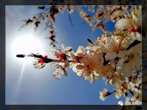 關(guān)于杏花的詩(shī)句古詩(shī),杏花的詩(shī)句古詩(shī)大全,描寫(xiě)杏花的詩(shī)句古詩(shī)