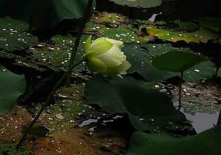 詩(shī)句關(guān)于雨的,關(guān)于雨的唯美詩(shī)句,關(guān)于描寫(xiě)雨的詩(shī)句