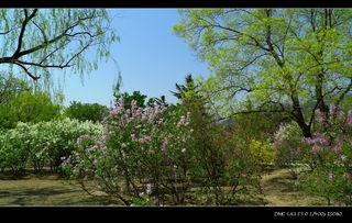 關(guān)于植物園的詩(shī)句