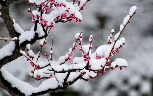 找出關(guān)于梅花的詩(shī)句
