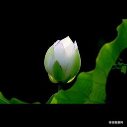 詩(shī)句,楊柳