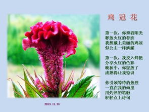 玫瑰花的詩(shī)句古詩(shī)芳樹(shù)