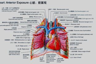 關(guān)于心臟形狀位置的詩(shī)句