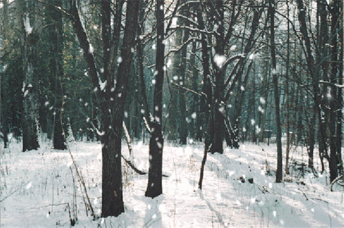 詩(shī)句,語(yǔ)句,于雪
