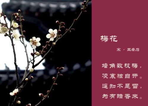 詩(shī)句,梅花