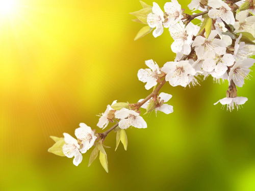 形容春天櫻花盛開(kāi)的古詩(shī)詩(shī)句