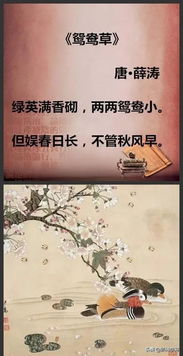 詩(shī)句,優(yōu)美,成長(cháng),生命