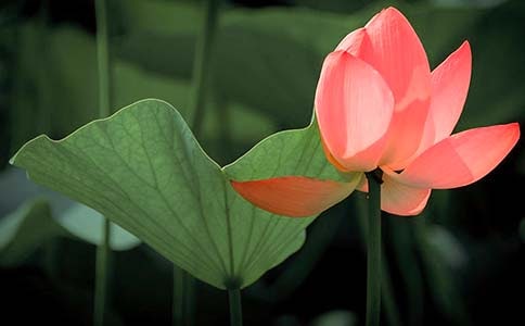 一級到三級關(guān)于荷花的詩(shī)句