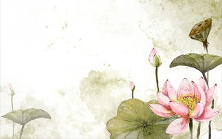柳樹(shù)月亮荷花詩(shī)句古詩(shī)