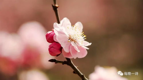 詩(shī)句,春花,和詩(shī)