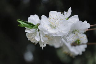 詩(shī)句,云中