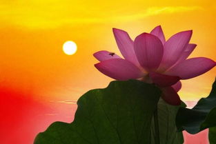 蓮花(荷花)有關(guān)的兩句古詩(shī)句
