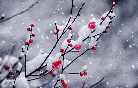 寫(xiě)荷花寫(xiě)雨寫(xiě)雪的詩(shī)句古詩(shī)大全