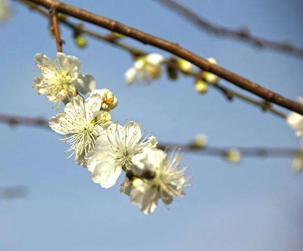 關(guān)于白花山碧桃的詩句