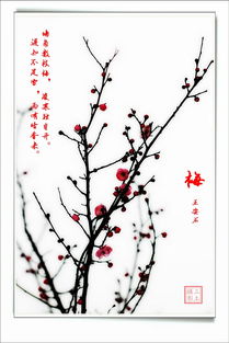 古詩(shī),詩(shī)句,梅花,描寫(xiě)