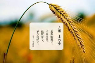 關(guān)于秋老虎的調侃詩(shī)句
