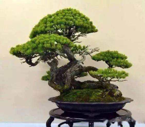 關(guān)于松樹(shù)精神的古詩(shī)句