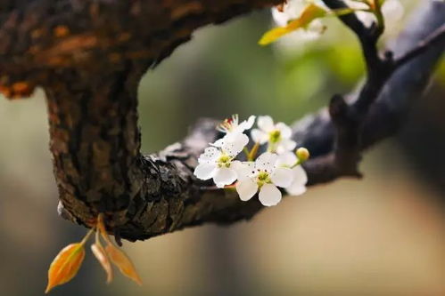 一個(gè)關(guān)于梨花的古詩(shī)句