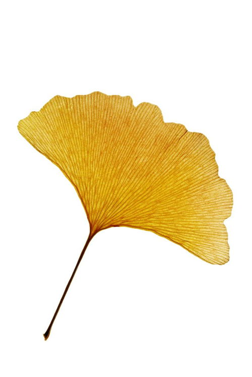 關(guān)于銀杏葉吉祥的詩(shī)句