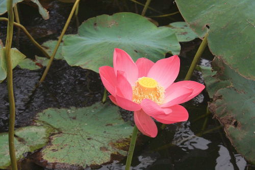 關(guān)于蓮花的詩(shī)句標明作者出處
