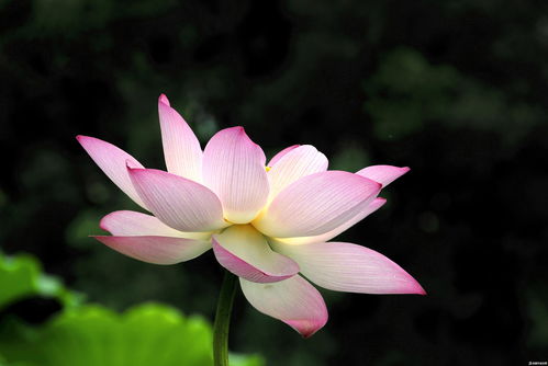 寫(xiě)荷花有關(guān)的古詩(shī)句