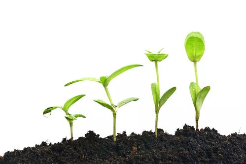 關(guān)于植物完全生長(cháng)的詩(shī)句有哪些